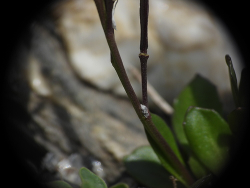 Arabis caerulea, photograph 3