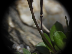 Arabis caerulea, photograph (c) Yves Bas, some rights reserved (CC BY)
