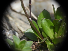Arabis caerulea, photograph (c) Yves Bas, some rights reserved (CC BY)