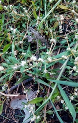 Alternanthera sessilis