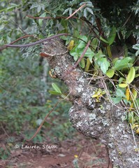 Bulbophyllum maximum