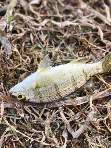 Barred Grunter