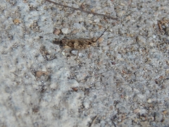 Trilophidia annulata