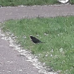 Turdus merula