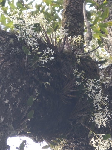 Ironbark feather orchid