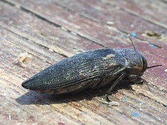 Buprestis dalmatina