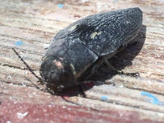 Buprestis dalmatina