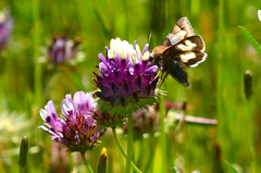Heliothis proruptus