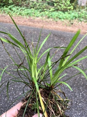 Carex digitata