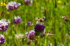 Heliothis proruptus