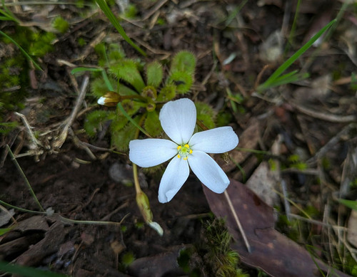 scented sundew