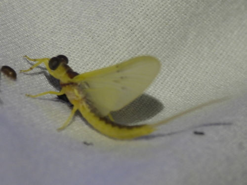 Pentagenia vittigera photo 6