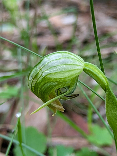 Nodding Greenhood