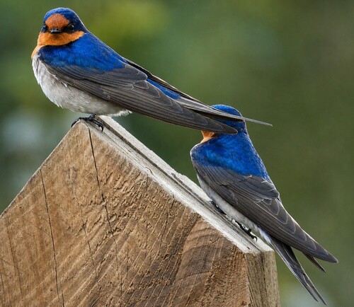 Welcome Swallow
