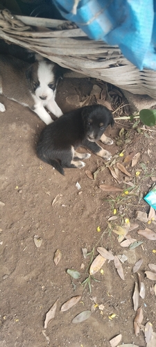 Domestic Dog