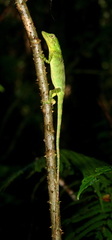 Pseudocalotes tympanistriga