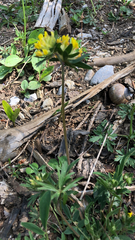 Anthyllis vulneraria