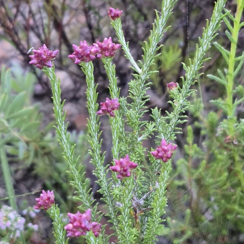Helichrysum teretifolium, photograph 4