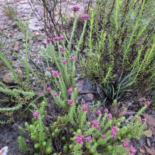 Helichrysum teretifolium, photograph 5