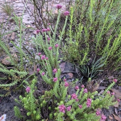 (c) Henry de Lange, some rights reserved (CC BY) Helichrysum teretifolium, photograph (c) Henry de Lange, some rights reserved (CC BY)