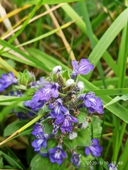 Ajuga genevensis