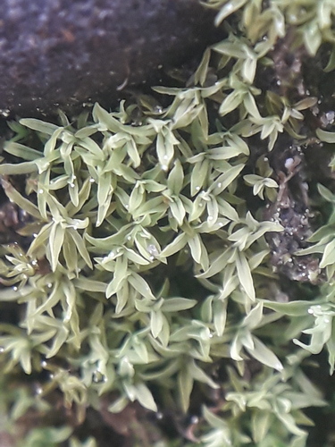 Syrrhopodon observed 2026-08-22