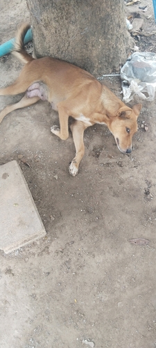 Domestic Dog