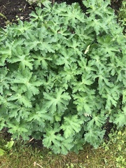 Geranium macrorrhizum