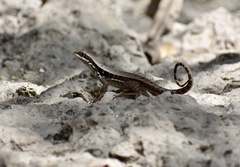Leiocephalus macropus