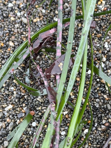 Phyllospadix scouleri, photograph 4