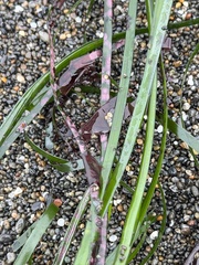 Phyllospadix scouleri, photograph (c) Ian McFaul, some rights reserved (CC BY)