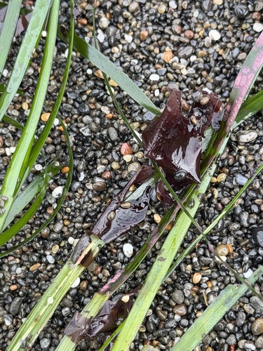 Phyllospadix scouleri, photograph 5