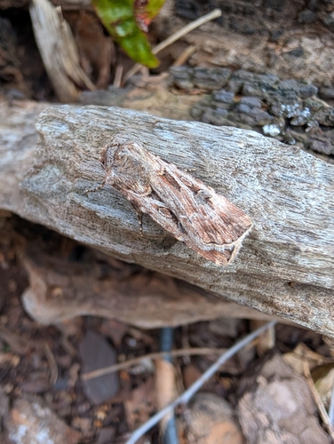 Brown Cutworm