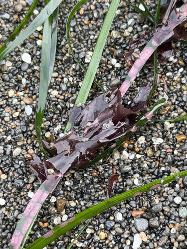 Phyllospadix scouleri, photograph 6