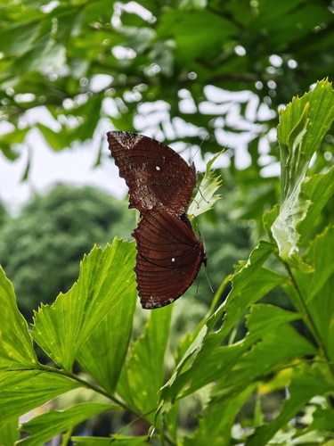 Common Palmfly