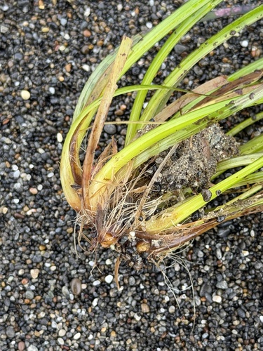 Phyllospadix scouleri, photograph 3
