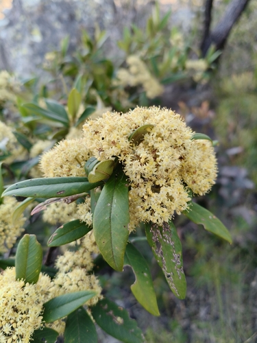 Pomaderris argyrophylla observed 2026-08-22