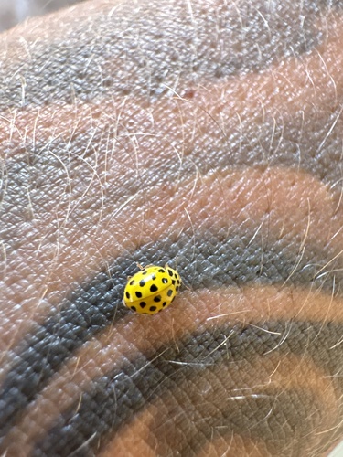 22-spot Ladybird