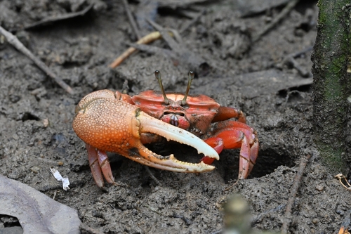 Bowed Fiddler Crab