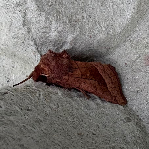 Rosy Rustic