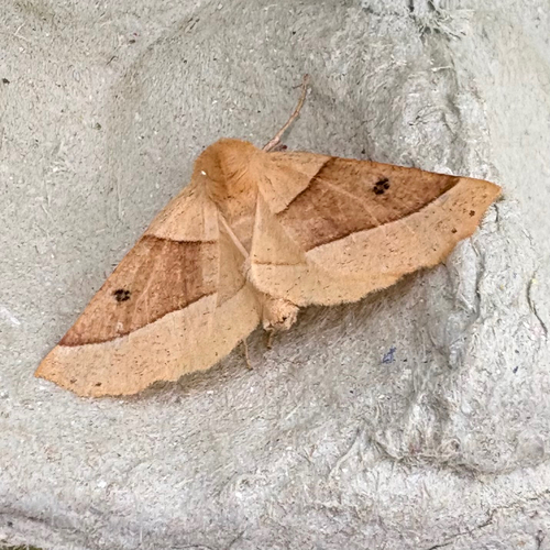 Scalloped Oak