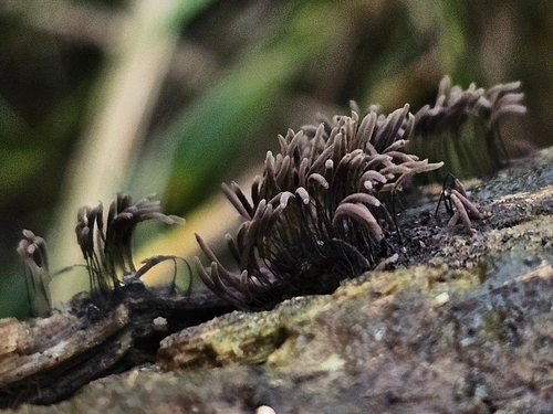Stemonitis fusca observed 2026-08-17