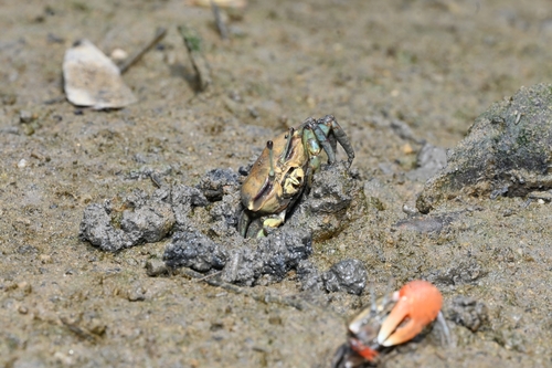 Spined Fiddler Crab