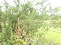 Baccharis neglecta