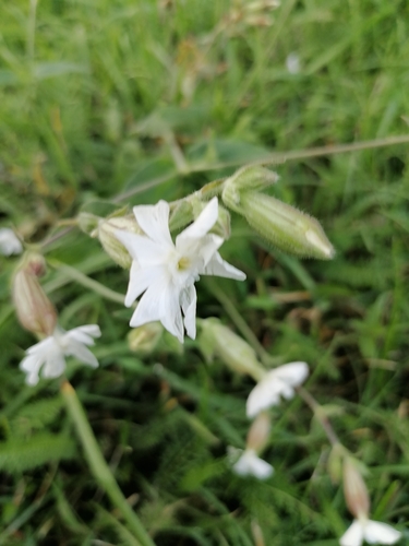 white campion