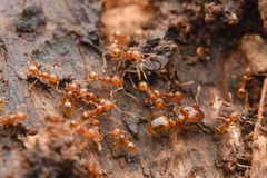 Pheidole fervida