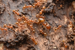 Pheidole fervida