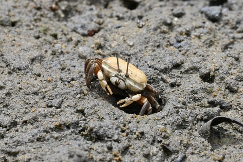 Northern Calling Fiddler Crab