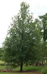 Angiospermae