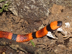 Micrurus nigrocinctus